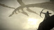 Shadow of the Colossus. В тени колосса [PS4, русская версия] в Сургуте