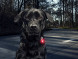 Фонарь для собак Orbiloc Dog Dual Signal Colours, синий в Сургуте
